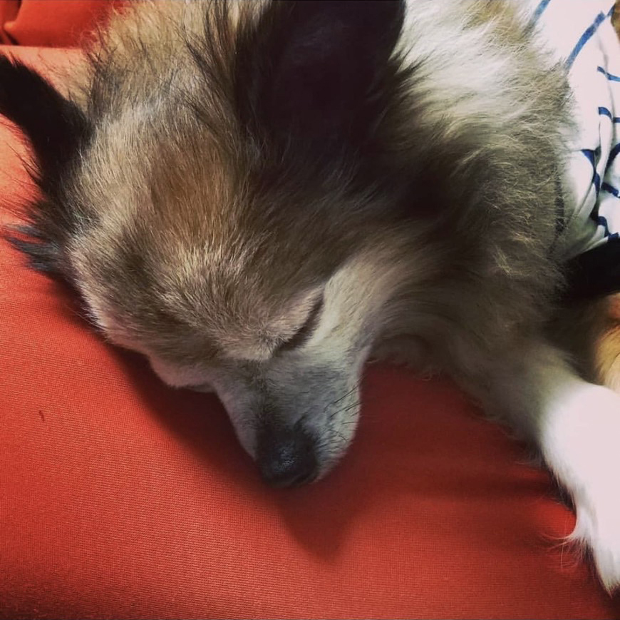 動物5
