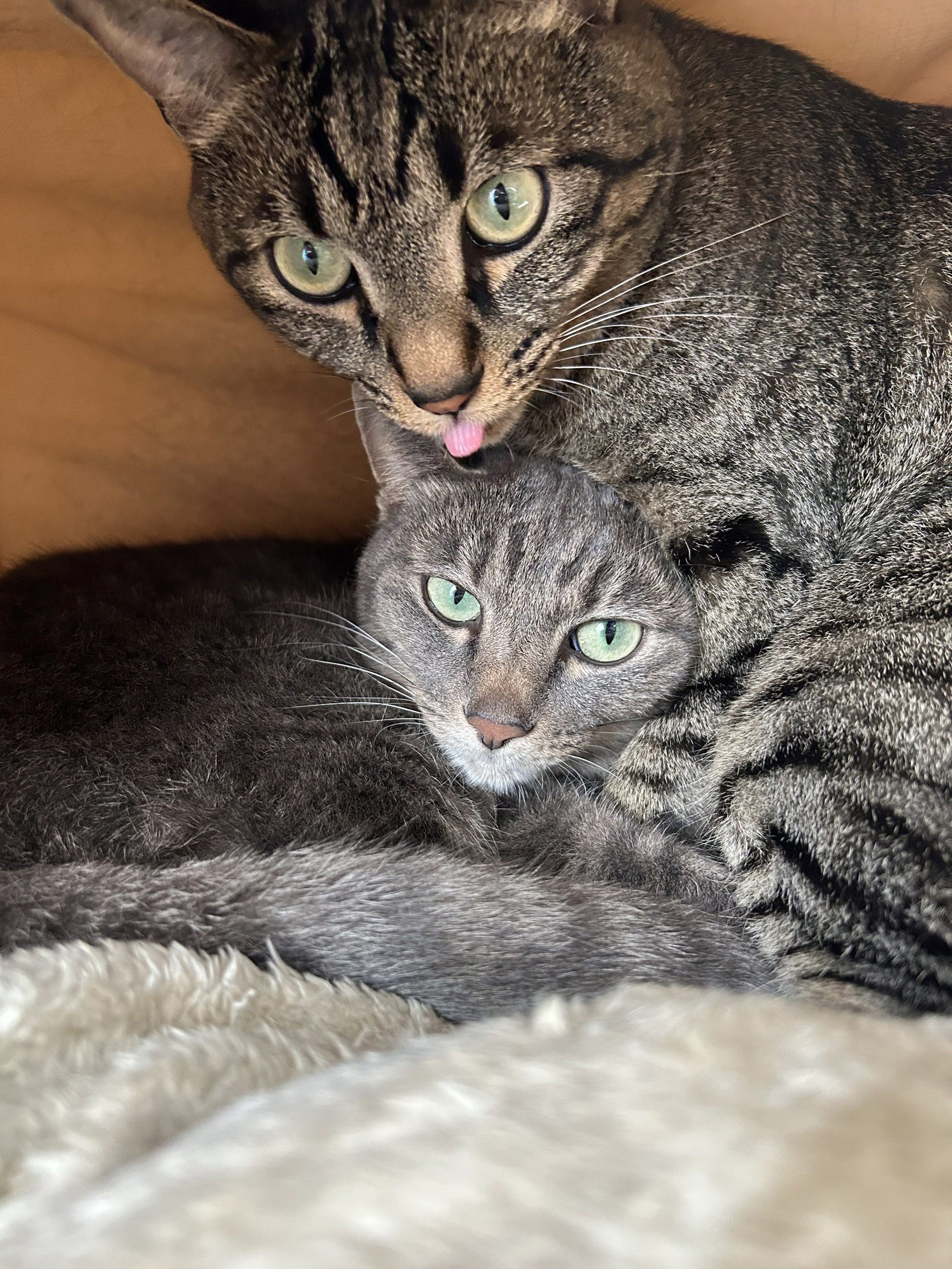 動物3