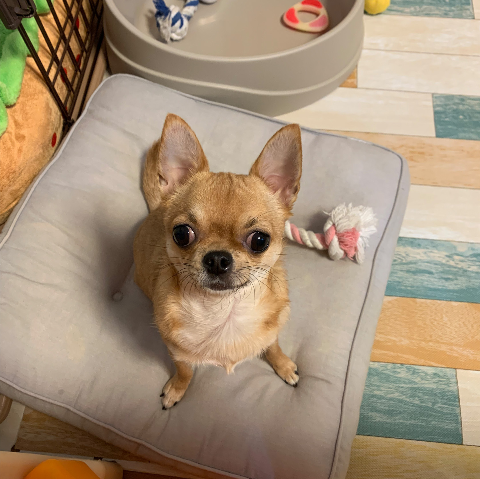動物4