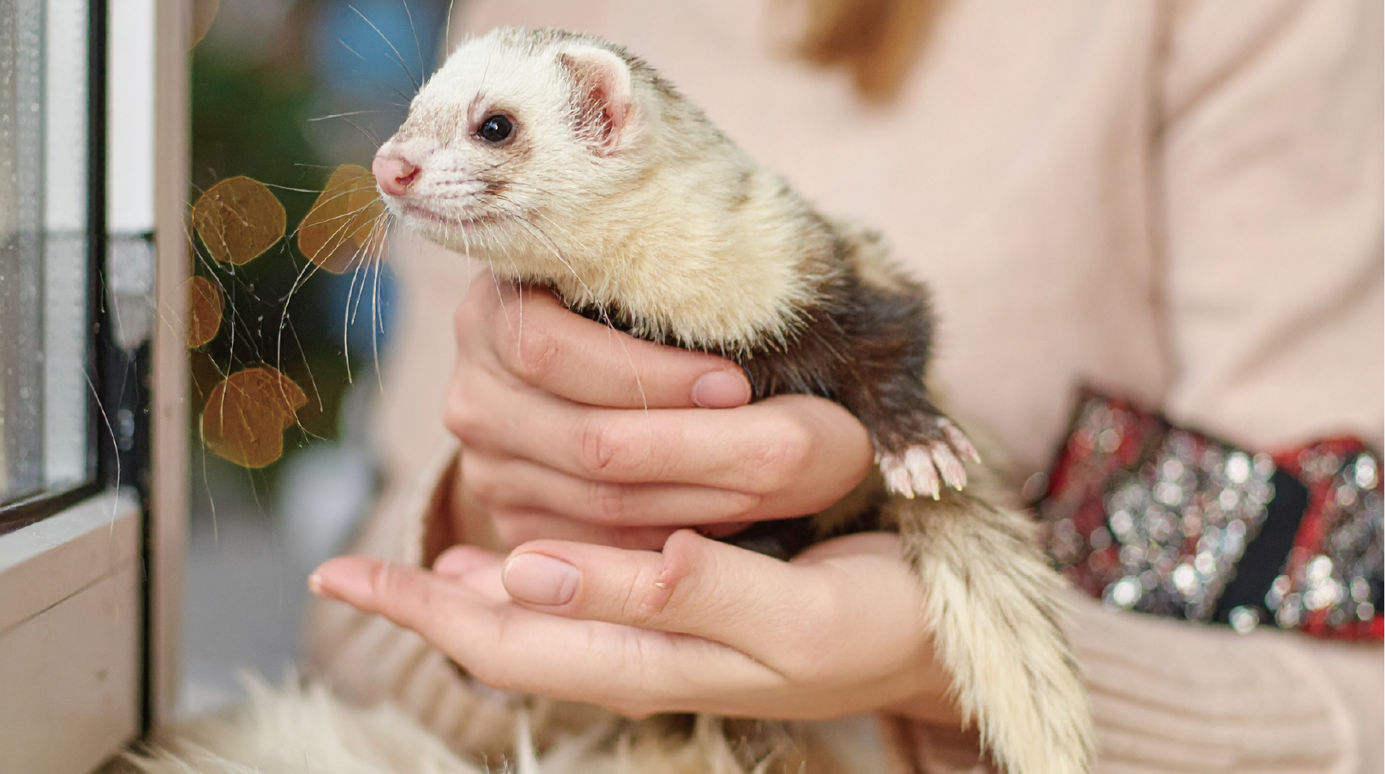 ferret